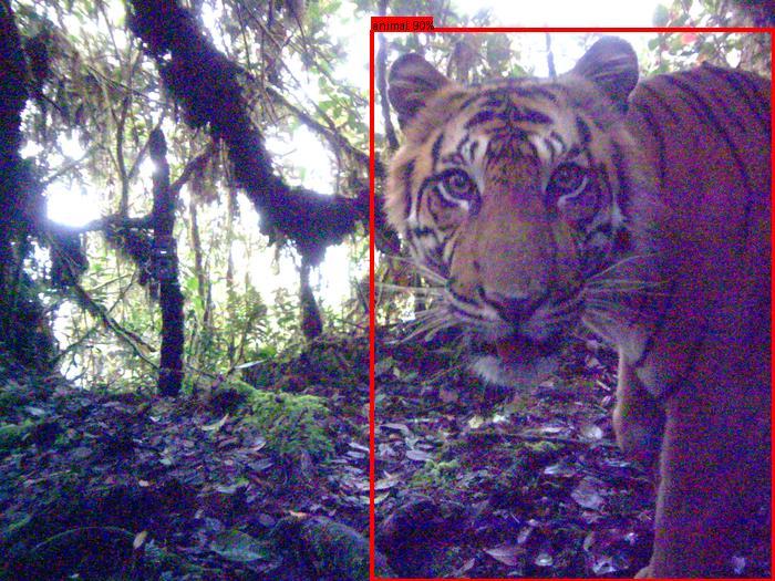 Camera trap photo of a Bengal tiger with a detection box labelled animal 90%